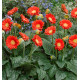 GERBERA GARVINEA® SWEET LOVE