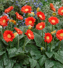 GERBERA GARVINEA® SWEET LOVE
