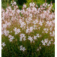 GAURA SHORT FORM