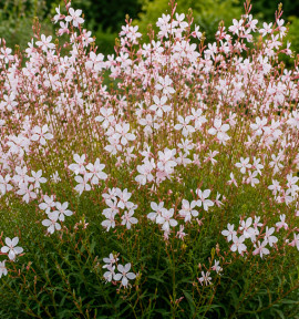 GAURA SHORT FORM