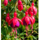 FUCHSIA THÉRÈSE DUPUIS