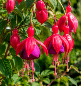 FUCHSIA THÉRÈSE DUPUIS