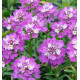 IBERIS ABSOLUTELY AMETHYST®