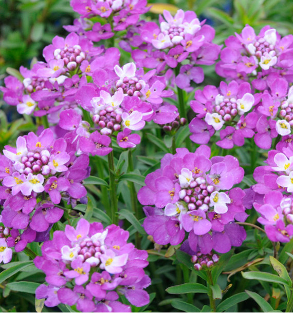 IBERIS ABSOLUTELY AMETHYST®