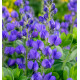 LUPIN INDIGO CASPIAN BLUE