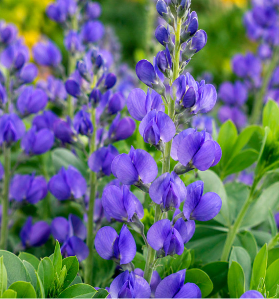 LUPIN INDIGO CASPIAN BLUE