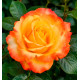 ROSIER IBIZA® Intercomanje