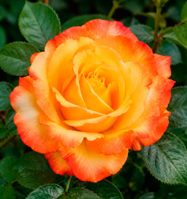 ROSIER IBIZA® Intercomanje