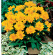 COREOPSIS DOUBLE PRESTO