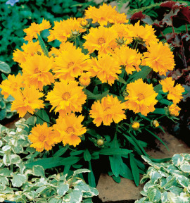 COREOPSIS DOUBLE PRESTO