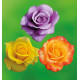 COLIBRIANT 3 ROSIERS BUISSONS : 1 GOLDSTAR + 1 BLUE MOON + 1 IBIZA