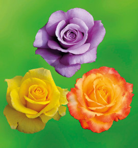 COLIBRIANT 3 ROSIERS BUISSONS : 1 GOLDSTAR + 1 BLUE MOON + 1 IBIZA