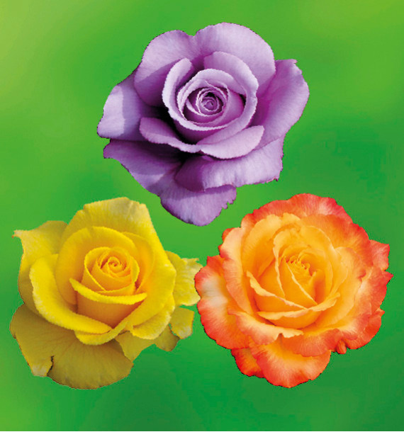 COLIBRIANT 3 ROSIERS BUISSONS : 1 GOLDSTAR + 1 BLUE MOON + 1 IBIZA