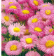 ERIGERON BIJOU ROSE