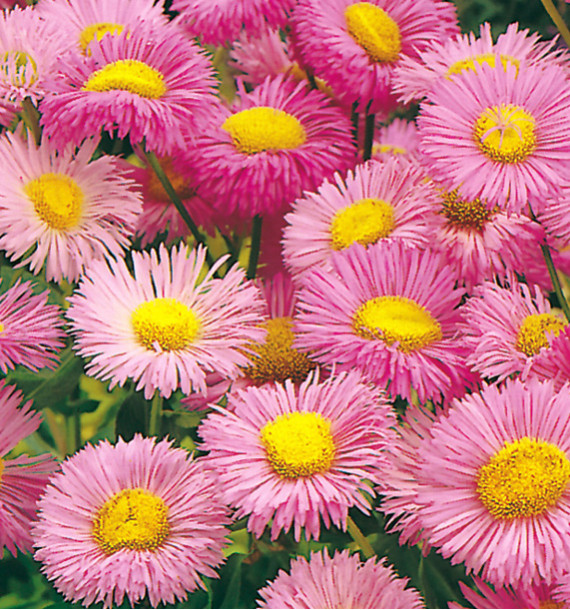 ERIGERON BIJOU ROSE