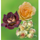 COLIBRIANT 3 ROSIERS BUISSONS : 1 EDDY MITCHELL + 1 GRETA + 1 AMBER QUEEN