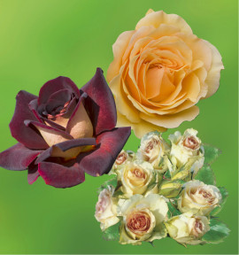 COLIBRIANT 3 ROSIERS BUISSONS : 1 EDDY MITCHELL + 1 GRETA + 1 AMBER QUEEN