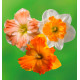 COLIBRIANT 18 NARCISSES A FLEURS D'ORCHIDEES: 6 OUTRIGH ORANGE + 6 CUM LAUD + 6 LOVE CALL