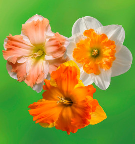 COLIBRIANT 18 NARCISSES A FLEURS D'ORCHIDEES: 6 OUTRIGH ORANGE + 6 CUM LAUD + 6 LOVE CALL