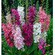 VERBASCUM PHOENICEUM EN MELANGE
