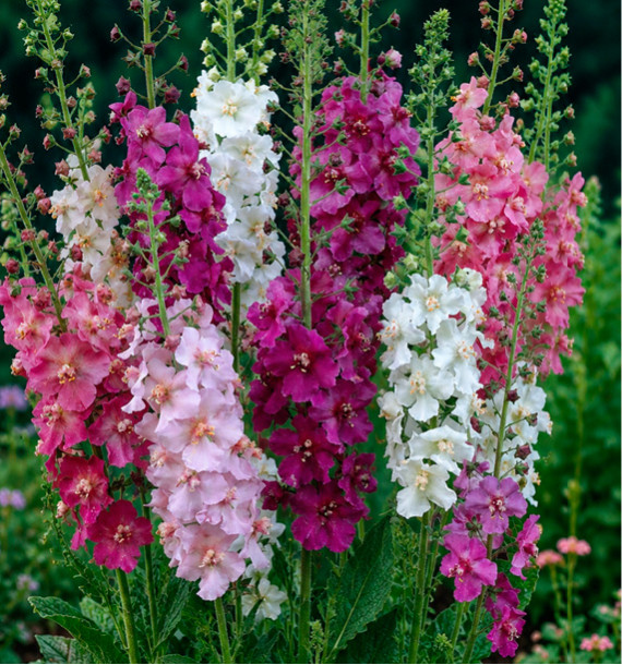 VERBASCUM PHOENICEUM EN MELANGE