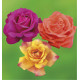 COLIBRIANT 3 ROSIERS BUISSONS : 1 PAROLE + 1 JORO + 1 SUTTER’S GOLD