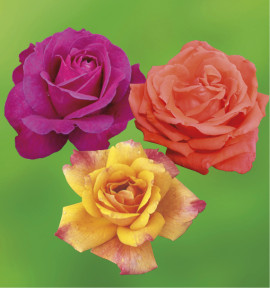 COLIBRIANT 3 ROSIERS BUISSONS : 1 PAROLE + 1 JORO + 1 SUTTER’S GOLD