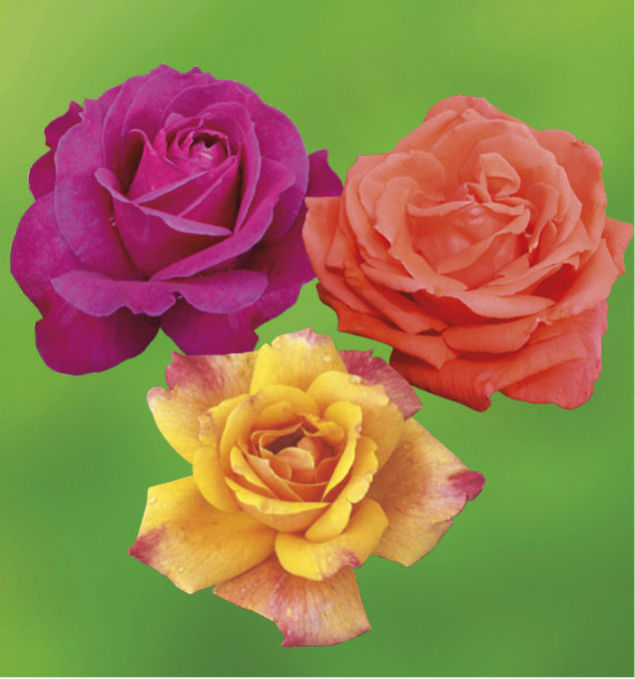 COLIBRIANT 3 ROSIERS BUISSONS : 1 PAROLE + 1 JORO + 1 SUTTER’S GOLD