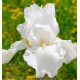IRIS REMONTANT FIMMORTALITY