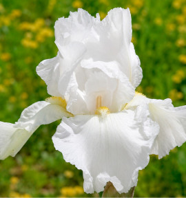 IRIS REMONTANT IMMORTALITY