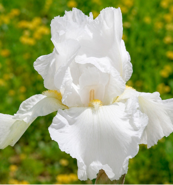 IRIS REMONTANT FIMMORTALITY