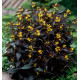 LYSIMACHIA CILIATA FIRECRAKER