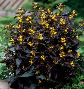 LYSIMACHIA CILIATA FIRECRAKER