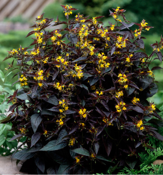 LYSIMACHIA CILIATA FIRECRAKER