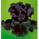 IRIS GERMANICA BLACK DRAGON