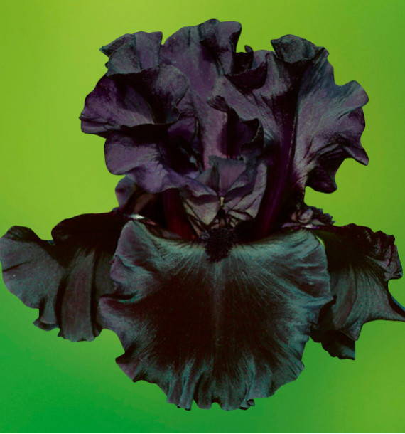 IRIS GERMANICA BLACK DRAGON