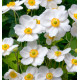 ANEMONE DU JAPON HONORINE JOBERT