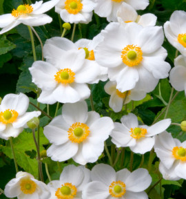 ANEMONE DU JAPON HONORINE JOBERT