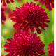 PETITE SCABIEUSE DE MACEDOINE RED KNIGHT