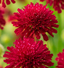 PETITE SCABIEUSE DE MACEDOINE RED KNIGHT
