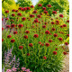 PETITE SCABIEUSE DE MACEDOINE RED KNIGHT