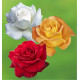 COLIBRIANT 3 ROSIERS BUISSONS : 1 ANNAPURNA + 1 WHISKY + 1 PARFUM MAGIQUE