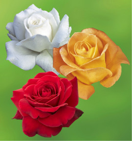 COLIBRIANT 3 ROSIERS BUISSONS : 1 ANNAPURNA + 1 WHISKY + 1 PARFUM MAGIQUE
