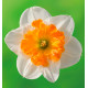 NARCISSE ORCHIDEE LOVE CALL