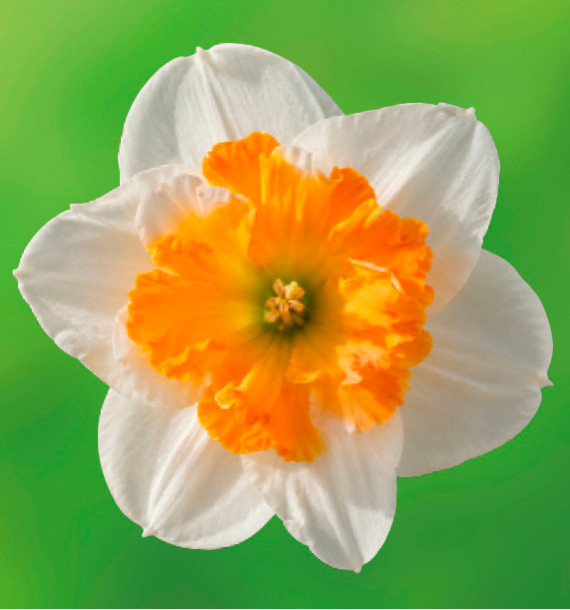 NARCISSE ORCHIDEE LOVE CALL