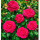 ROSIER BUISSON SANS ÉPINES SMOOTH VELVET