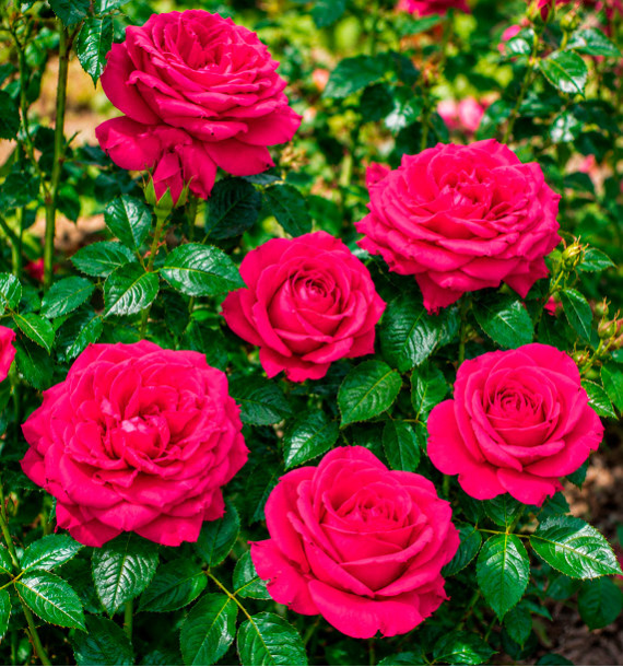 ROSIER BUISSON SANS ÉPINES SMOOTH VELVET