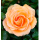 ROSIER INDIAN SUMMER