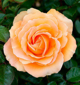 ROSIER INDIAN SUMMER