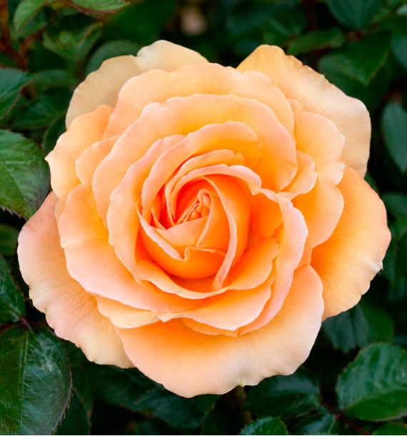 ROSIER INDIAN SUMMER